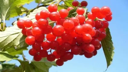 Препарати зміцнюють серцевий м'яз, народні рецепти лікування і профілактики (лікування) Препарати зміцнюють серцевий м'яз, народні рецепти лікування і профілактики