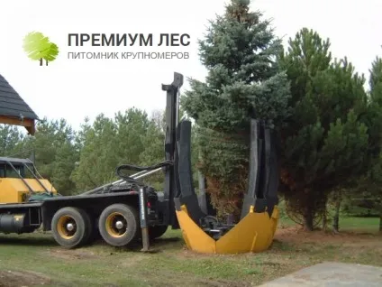 Преміум ліс, розплідник крупномірів, продаж і посадка крупномірів в Москві і області (посадка крупномірів) Преміум ліс, розплідник крупномірів, продаж і посадка крупномірів в Москві і області