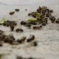 Застосування настоянки бджолиного підмору (бджолиного) Застосування настоянки бджолиного підмору