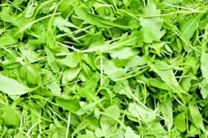 Продукти розріджують кров рекомендації та заборони (які розріджують кров) Продукти розріджують кров рекомендації та заборони