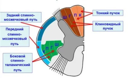 Провідні шляхи головного та спинного мозку (висхідні і низхідні) (спинного) Провідні шляхи головного та спинного мозку (висхідні і низхідні)