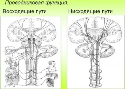 Провідні шляхи головного та спинного мозку (висхідні і низхідні) (шляху) Провідні шляхи головного та спинного мозку (висхідні і низхідні)