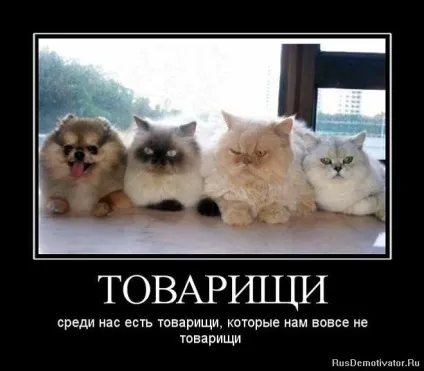 Просте товариство, що це таке і як відкрити (просте) Просте товариство, що це таке і як відкрити