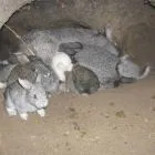 Розведення в ямах