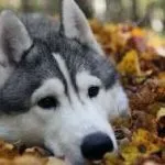 Радостін для собак відгуки, ціна, де купити, інструкція із застосування, склад, до і старше 6 років, (ціна) Радостін для собак відгуки, ціна, де купити, інструкція із застосування, склад, до і старше 6 років,
