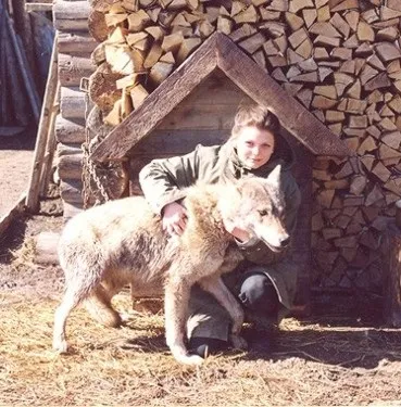 Розповіді про фільм Весьегонская вовчиця на (Вовк укусив Олега руку) Розповіді про фільм Весьегонская вовчиця на