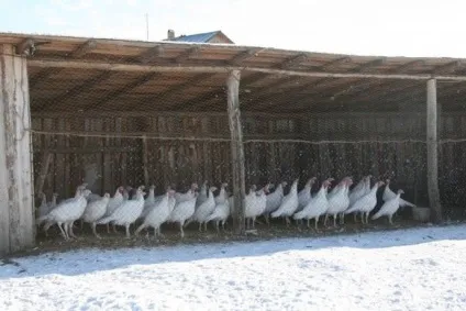 Розведення індиків як бізнес