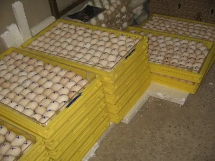 Розведення індиків як бізнес