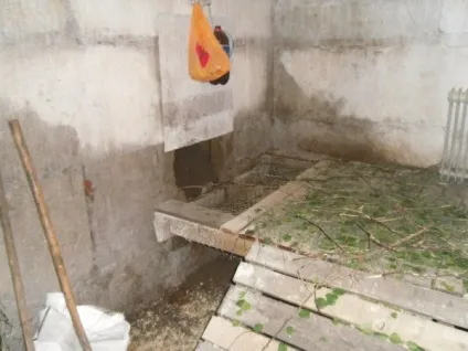 Розведення кроликів в ямах особливості, досвід заводчиків, відео та фото (кроликів) Розведення кроликів в ямах особливості, досвід заводчиків, відео та фото