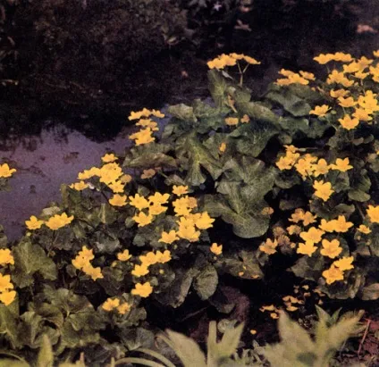 Рослини поблизу води 1989 - енциклопедія садівника (рослини поблизу води) Рослини поблизу води 1989 - енциклопедія садівника