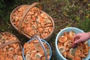 Рижик гриб - фото і опис, як готувати, відео, корисні властивості і протипоказання (готувати) Рижик гриб - фото і опис, як готувати, відео, корисні властивості і протипоказання