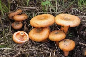 Рижики в лісі - де шукати і як виглядають, грибний сайт (рижики) Рижики в лісі - де шукати і як виглядають, грибний сайт