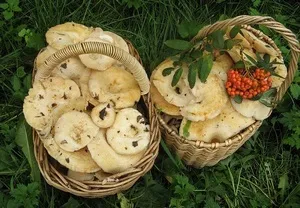 Рижики в лісі - де шукати і як виглядають, грибний сайт (виглядають) Рижики в лісі - де шукати і як виглядають, грибний сайт