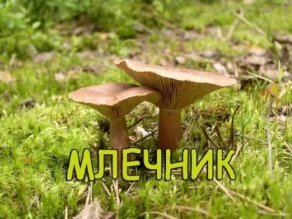 Рижик гриб - фото і опис, як готувати, відео, корисні властивості і протипоказання (фото) Рижик гриб - фото і опис, як готувати, відео, корисні властивості і протипоказання