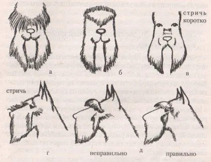 Різеншнауцер (гігантський шнауцер) (стрижка собак) Різеншнауцер (гігантський шнауцер)