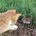 Іржа на хвойних деревьяххвойние (хвойних) Іржа на хвойних деревьяххвойние