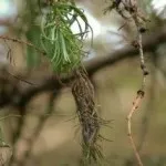 Іржа на хвойних деревьяххвойние (хвойних) Іржа на хвойних деревьяххвойние