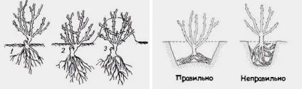 Троянди - посадка і догляд у відкритому грунті, фото (відео) Троянди - посадка і догляд у відкритому грунті, фото