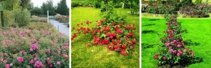 Троянди - посадка і догляд у відкритому грунті, фото (догляд) Троянди - посадка і догляд у відкритому грунті, фото