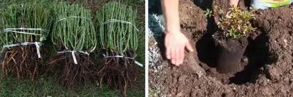 Троянди - посадка і догляд у відкритому грунті, фото (фото) Троянди - посадка і догляд у відкритому грунті, фото