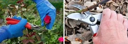 Троянди - посадка і догляд у відкритому грунті, фото (вирощування) Троянди - посадка і догляд у відкритому грунті, фото