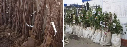 Троянди - посадка і догляд у відкритому грунті, фото (любить сонячне світло) Троянди - посадка і догляд у відкритому грунті, фото