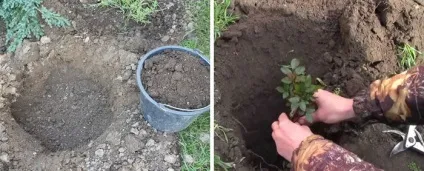 Троянди - посадка і догляд у відкритому грунті, фото (відео) Троянди - посадка і догляд у відкритому грунті, фото