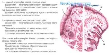 Ротова порожнина