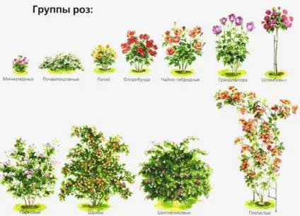 Троянди - посадка і догляд у відкритому грунті, фото (любить сонячне світло) Троянди - посадка і догляд у відкритому грунті, фото
