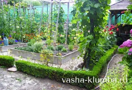 самшит вічнозелений