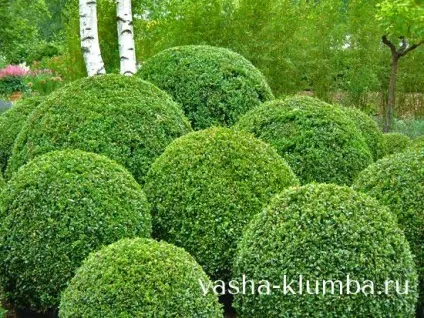 самшит вічнозелений