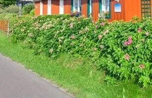 Шипшина, як жива огорожа (рослини для огорожі) Шипшина, як жива огорожа