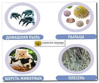 Сибірське здоров'я при сезонної алергії (хронічної астмі) (народні рецепти) Сибірське здоров'я при сезонної алергії (хронічної астмі)