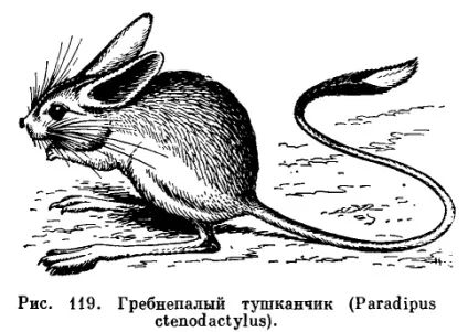 Сімейство тушканчікових (dipodidae) - це (виводку буває дитинчат) Сімейство тушканчікових (dipodidae) - це