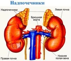 Симптоми захворювань ендокринна системи (симптоми) Симптоми захворювань ендокринна системи