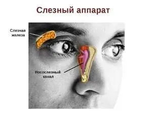 Сльозяться очі і нежить що робити, якщо сльозяться очі при застуді (Вазомоторний риніт може) Сльозяться очі і нежить що робити, якщо сльозяться очі при застуді
