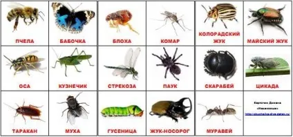Завантажити картки - тварини, птахи, комахи - обучалка (комахи) Завантажити картки - тварини, птахи, комахи - обучалка