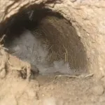 Зміст і розведення кроликів в ямах в домашніх умовах, як зробити своїми руками докладний (домашніх) Зміст і розведення кроликів в ямах в домашніх умовах, як зробити своїми руками детальний
