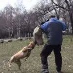 Собака на службі людини, блог про собак (службі) Собака на службі людини, блог про собак