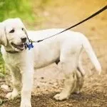 Собака на службі людини, блог про собак (собака) Собака на службі людини, блог про собак