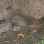 Зміст і розведення кроликів в ямах в домашніх умовах, як зробити своїми руками докладний (домашніх) Зміст і розведення кроликів в ямах в домашніх умовах, як зробити своїми руками детальний