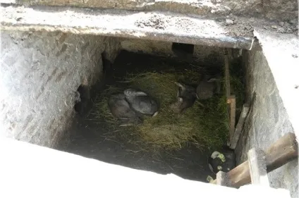 Зміст і розведення кроликів в ямах в домашніх умовах, як зробити своїми руками докладний (ямах) Зміст і розведення кроликів в ямах в домашніх умовах, як зробити своїми руками детальний