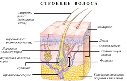 Способи застосування нікотинової кислоти для росту волосся (нікотинової) Способи застосування нікотинової кислоти для росту волосся