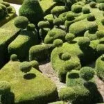 Стрижка самшиту як обрізати і стригти самшит, як підстригати буксус (обрізати) Стрижка самшиту як обрізати і стригти самшит, як підстригати буксус