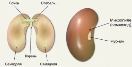 Будова насіння квасолі (малюнок)