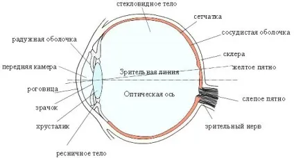 Будова і властивості очі