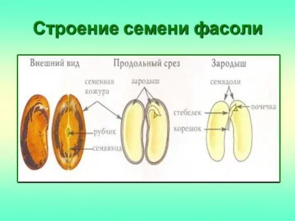 Будова насіння квасолі (малюнок)