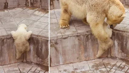 30 Забавних знімків ведмежат з люблячими матерями (ведмежат) 30 Забавних знімків ведмежат з люблячими матерями
