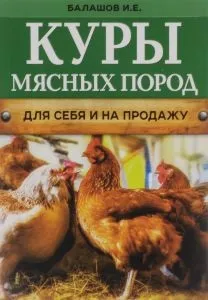 Таджицька вівці напівгрубововняні породи (напівгрубововняні) Таджицька вівці напівгрубововняні породи