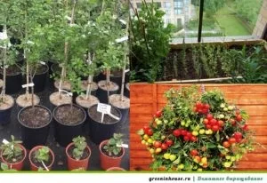 Своїми руками створюємо на балконі город і сад (город на балконі вирощування) Своїми руками створюємо на балконі город і сад